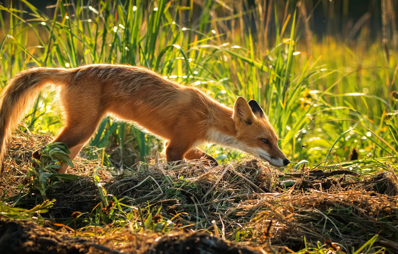 Photo wallpaper grass, pose, Fox, red