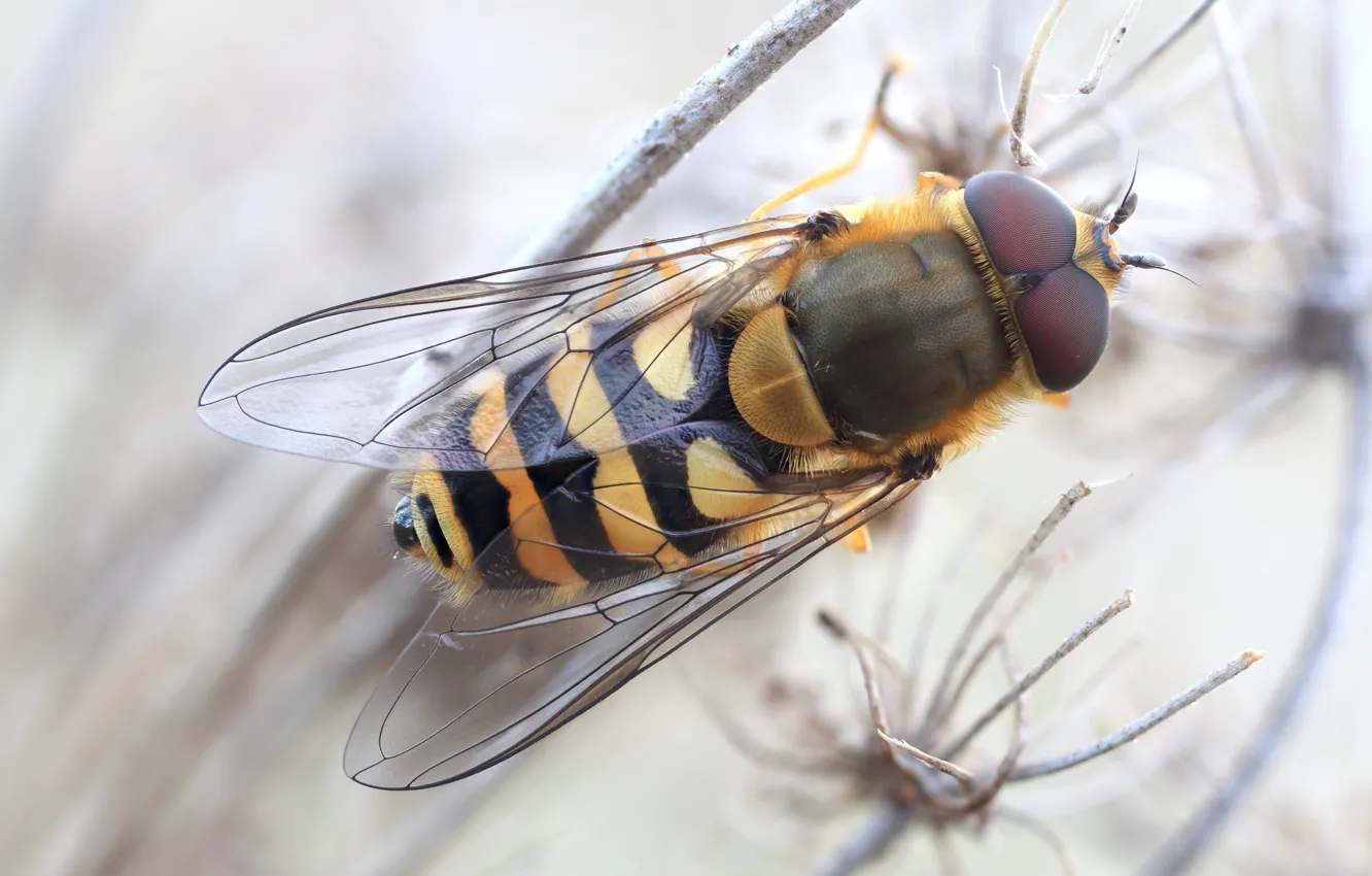 Photo wallpaper macro, fly, background, stem, insect, striped, blurred, fly