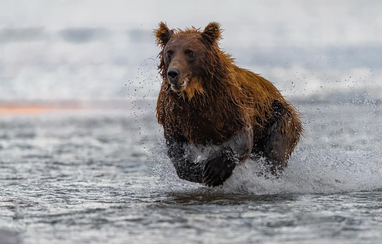 Photo wallpaper water, squirt, river, bear, running, beast