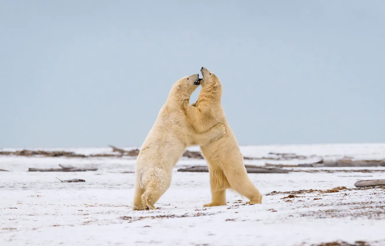 Photo wallpaper nature, Battle, Polar Bear