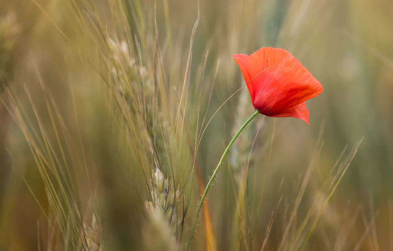 Photo wallpaper field, flowers, red, nature, background, Mac, rye, Maki