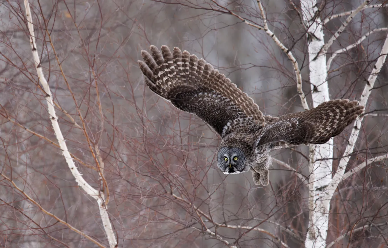 Photo wallpaper forest, look, flight, branches, owl, bird, owl, wingspan