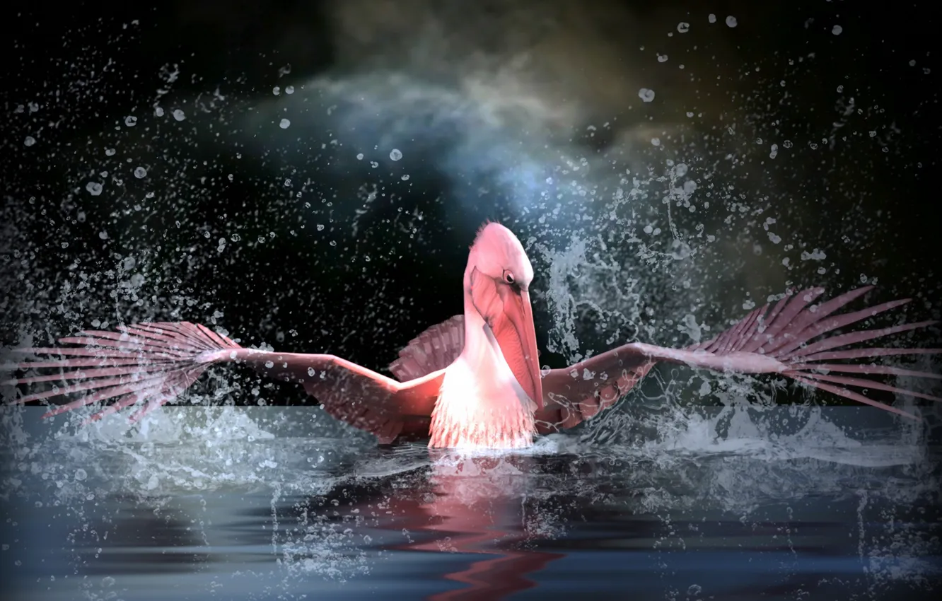 Photo wallpaper water, bird, Pelican