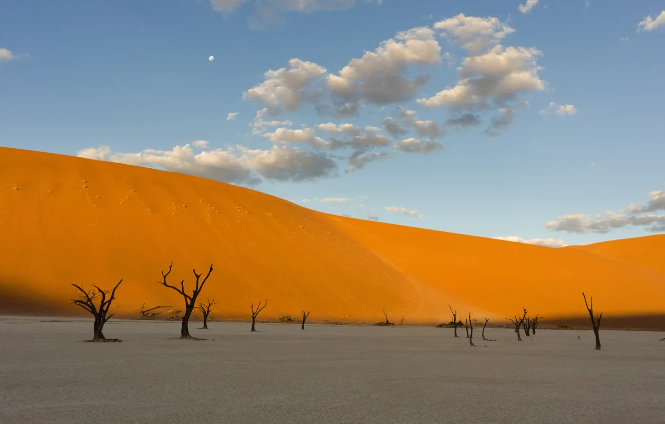 Photo wallpaper sand, desert, a dry tree