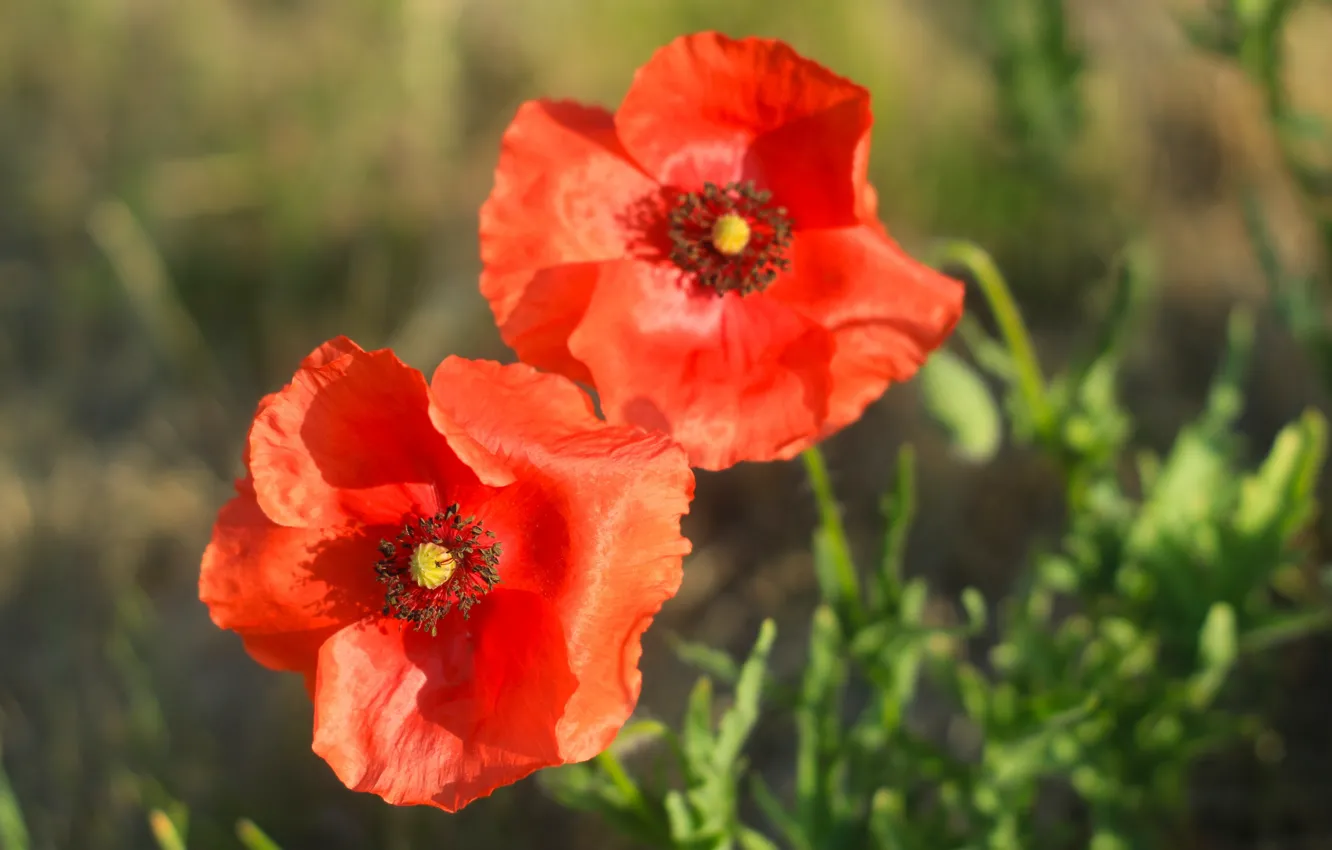 Photo wallpaper red, flower, garden, poppy