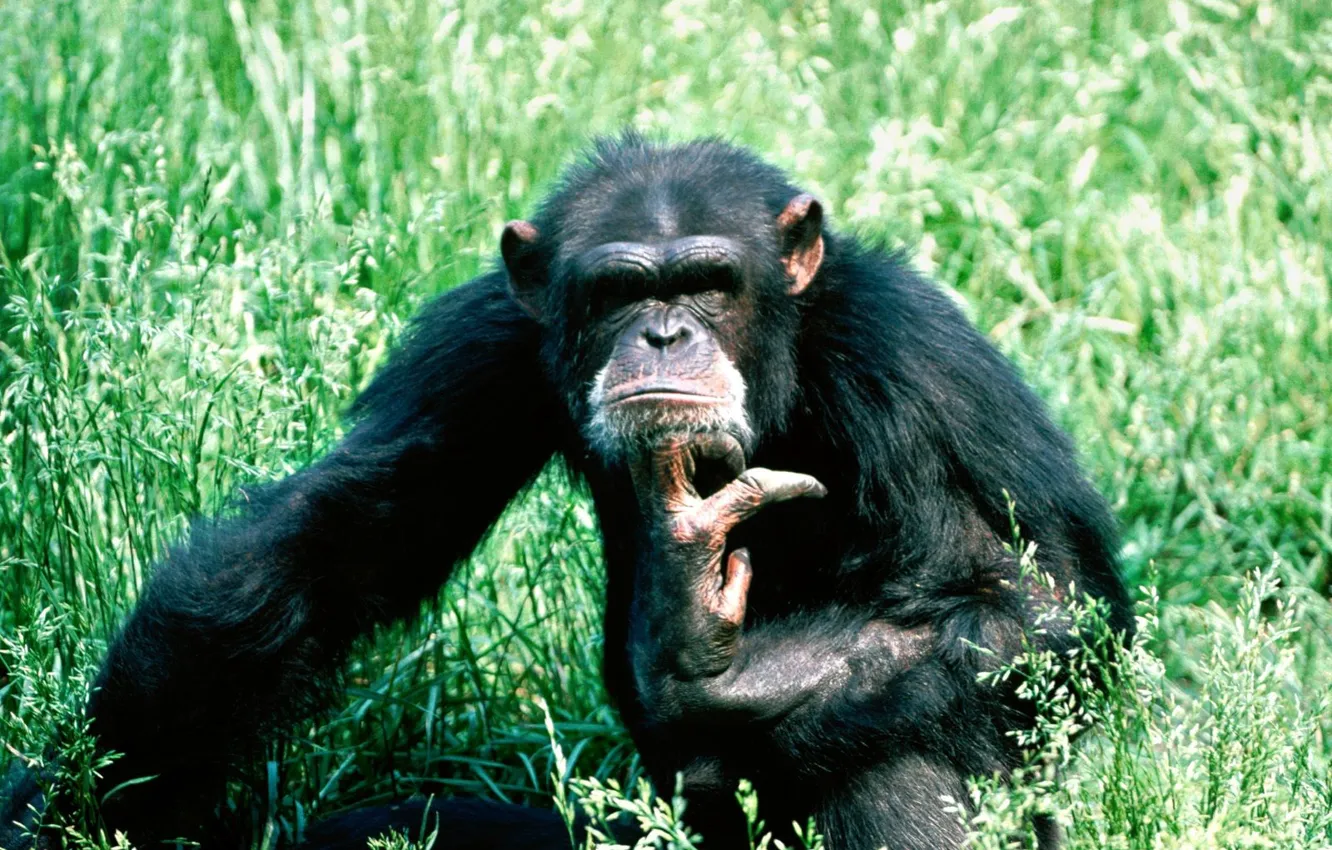 Photo wallpaper grass, chimpanzees, thinks