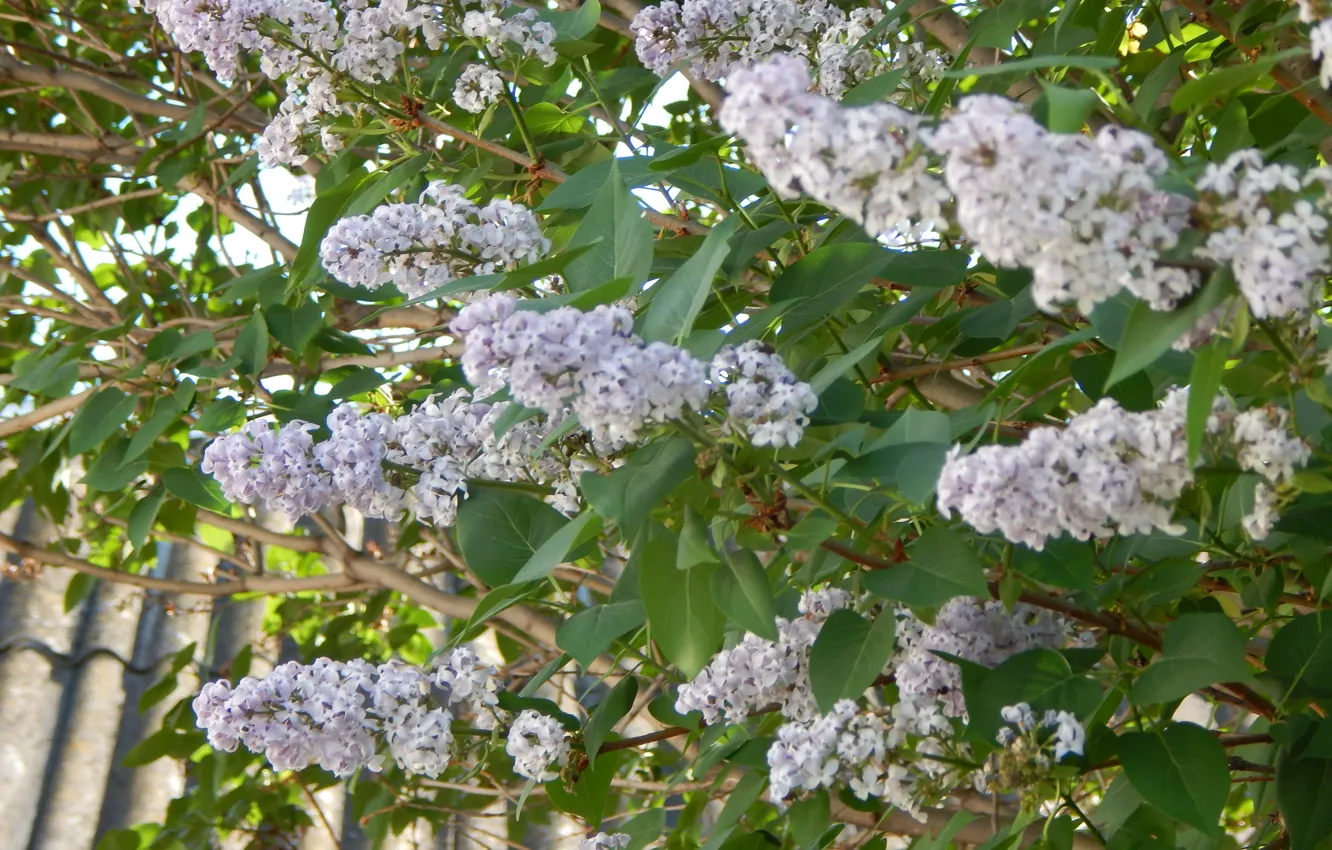 Photo wallpaper flowers, branches, nature, spring, lilac
