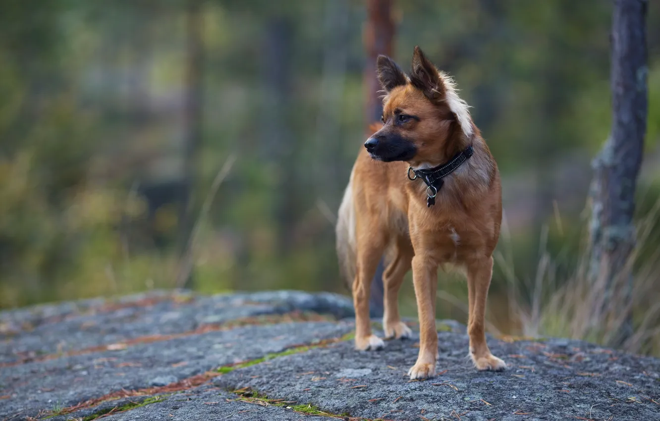 Photo wallpaper nature, background, dog