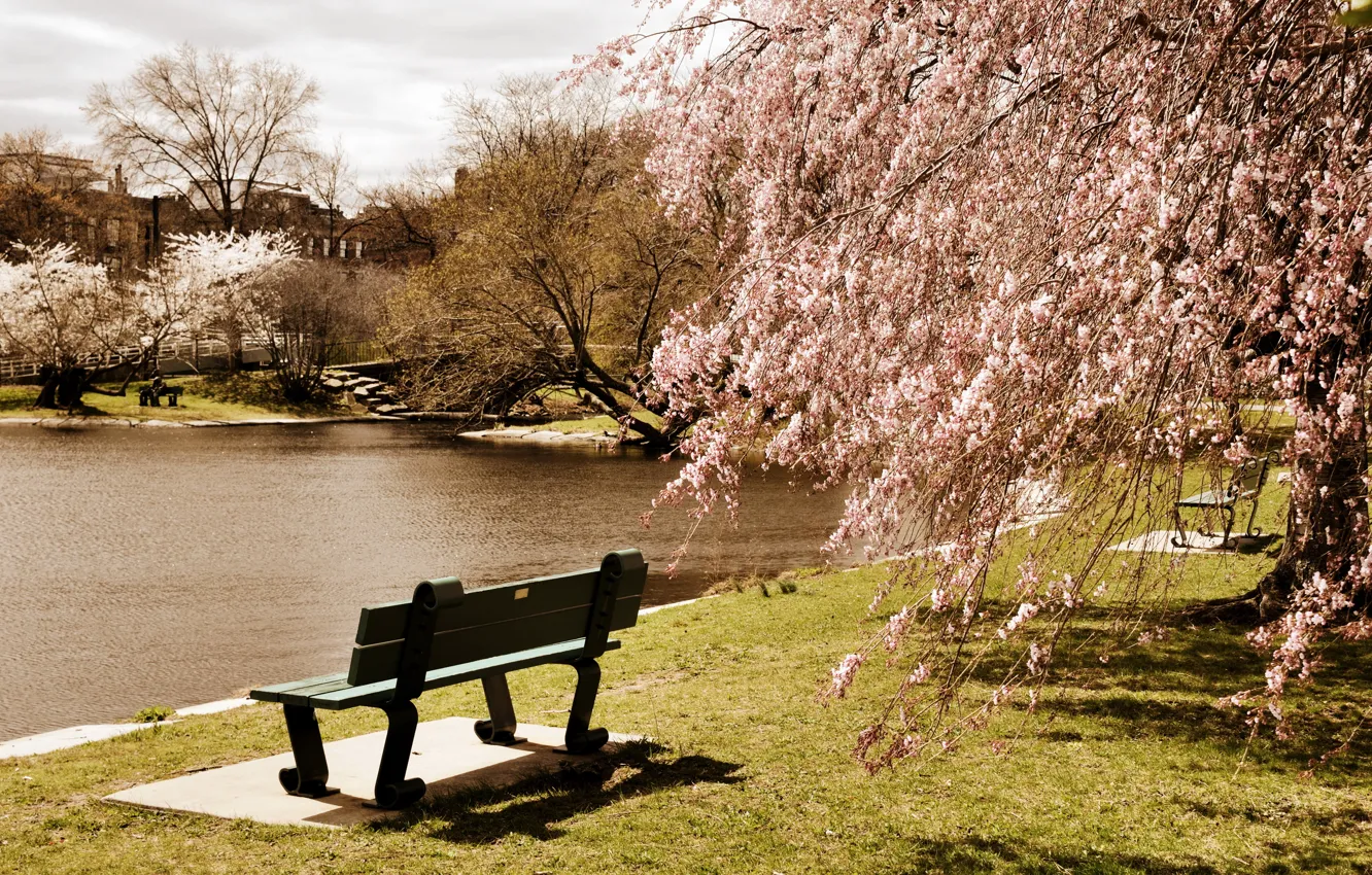 Photo wallpaper trees, bench, pond, Park, USA, Boston, Massachusetts