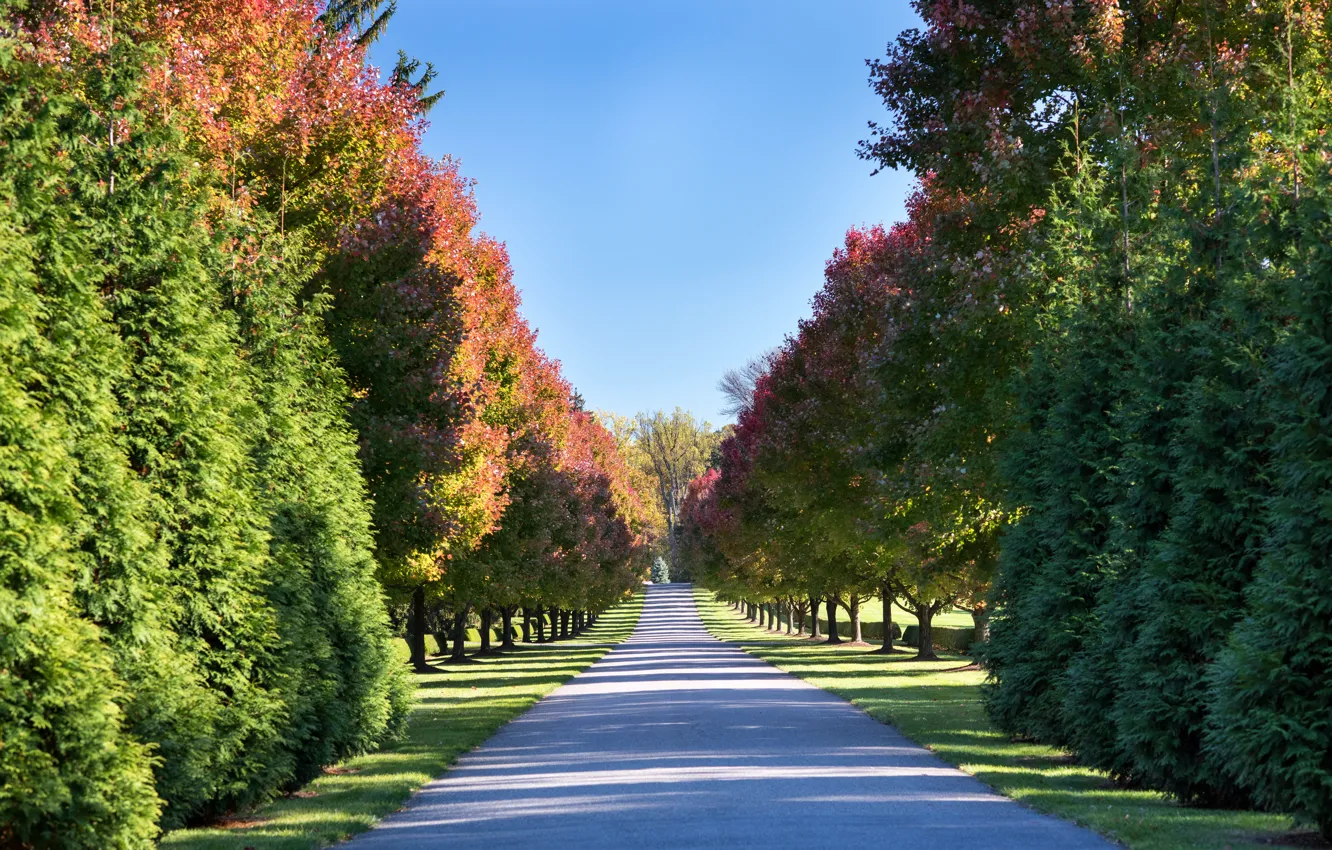 Photo wallpaper road, autumn, the sun, trees, design, Park, USA, alley