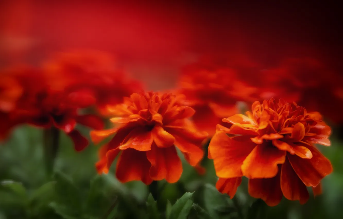 Photo wallpaper flowers, red, blur, bokeh, marigolds