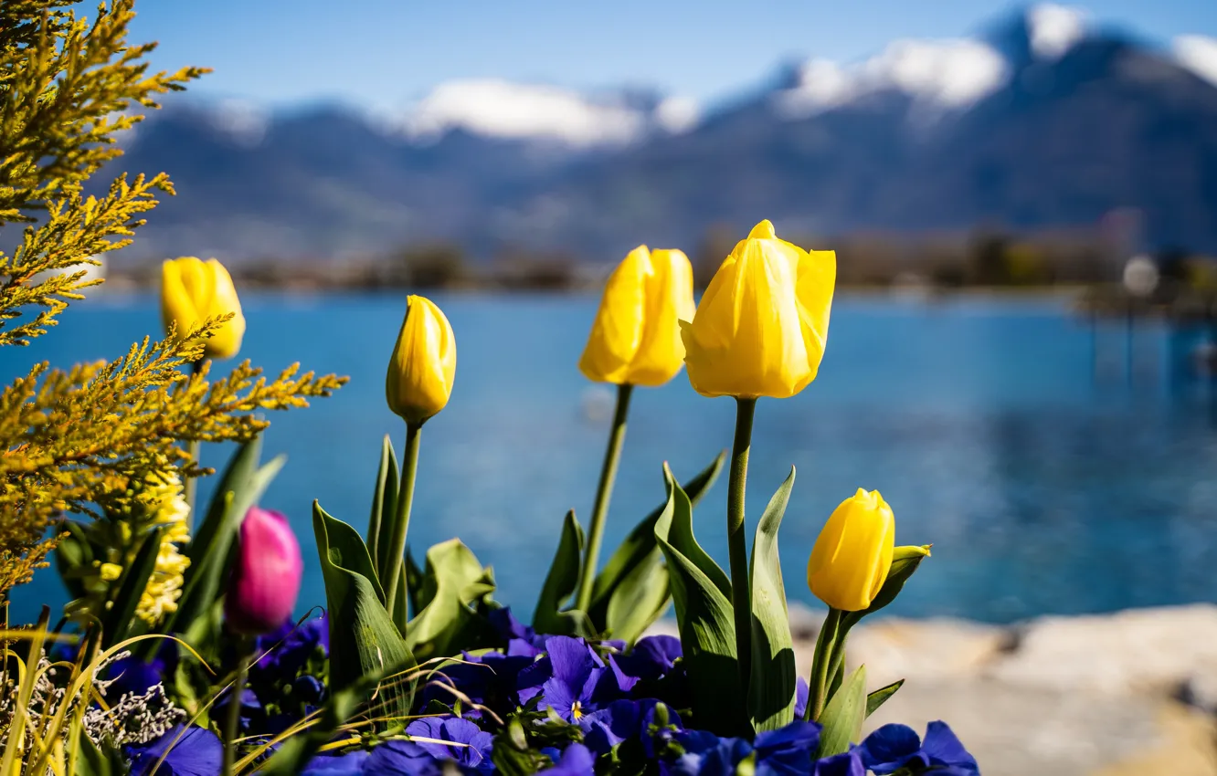 Photo wallpaper yellow, flowers, mountains, shore, tulips, pond, spring