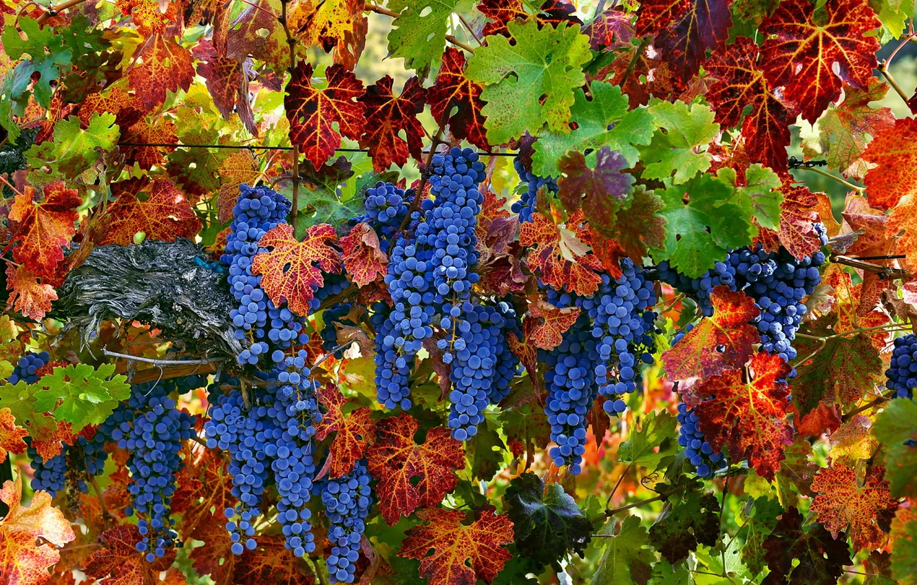 Photo wallpaper summer, nature, grapes