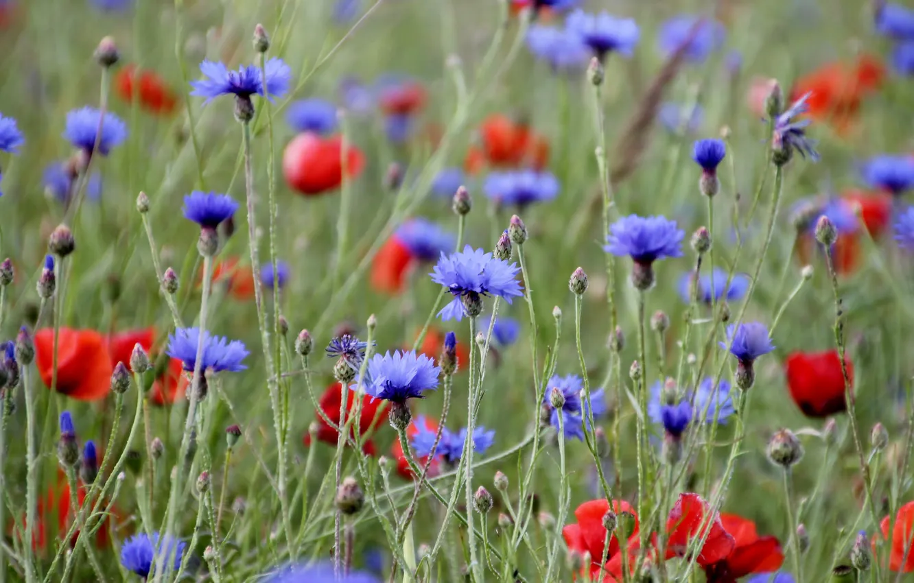 Wallpaper field, grass, flowers, Maki, meadow for mobile and desktop ...