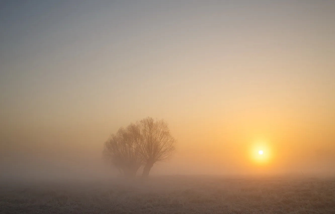 Photo wallpaper field, trees, landscape, sunset, fog