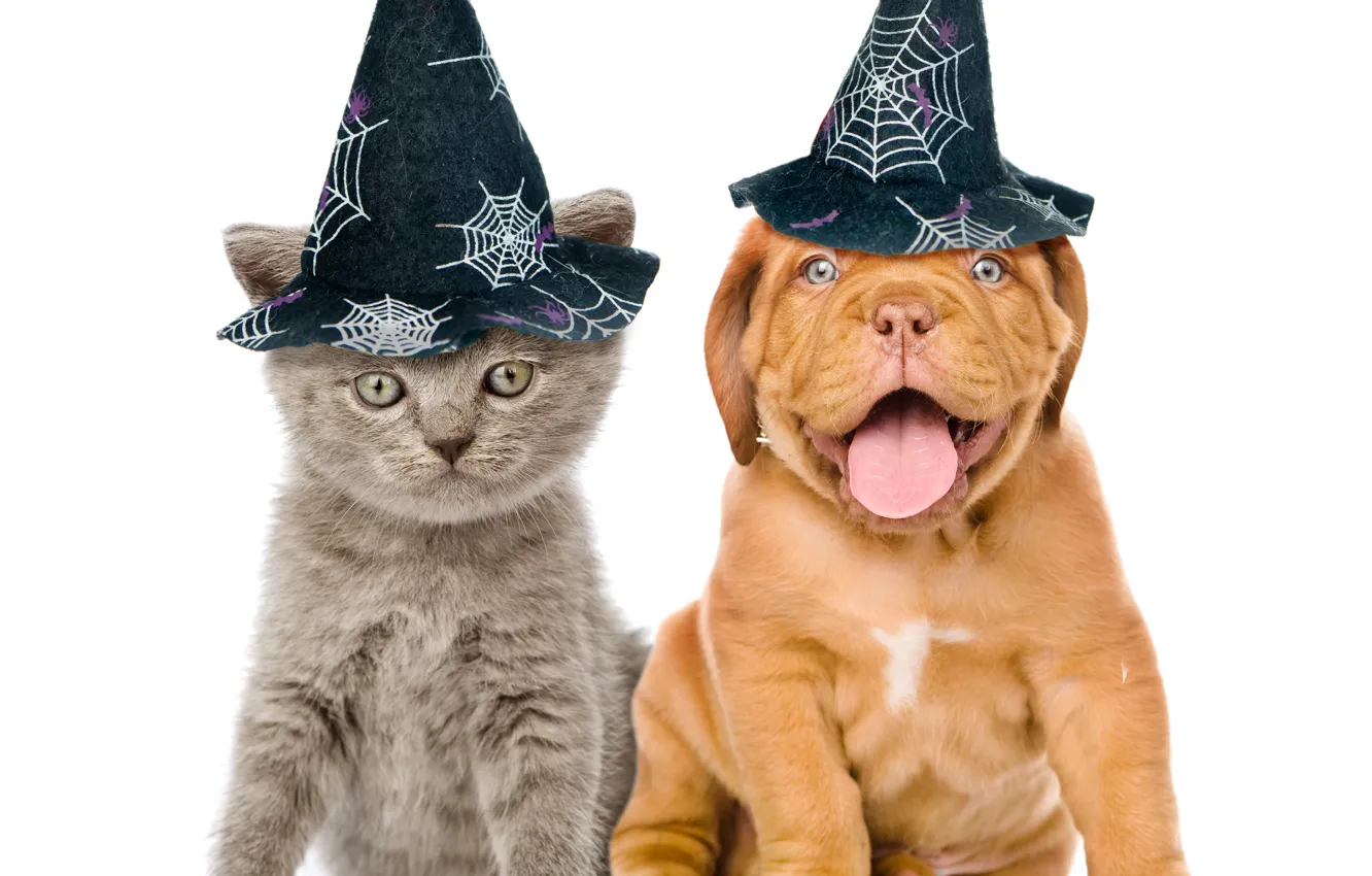 Photo wallpaper dog, hat, Halloween, kitty, kitten, dog, Dogue de Bordeaux