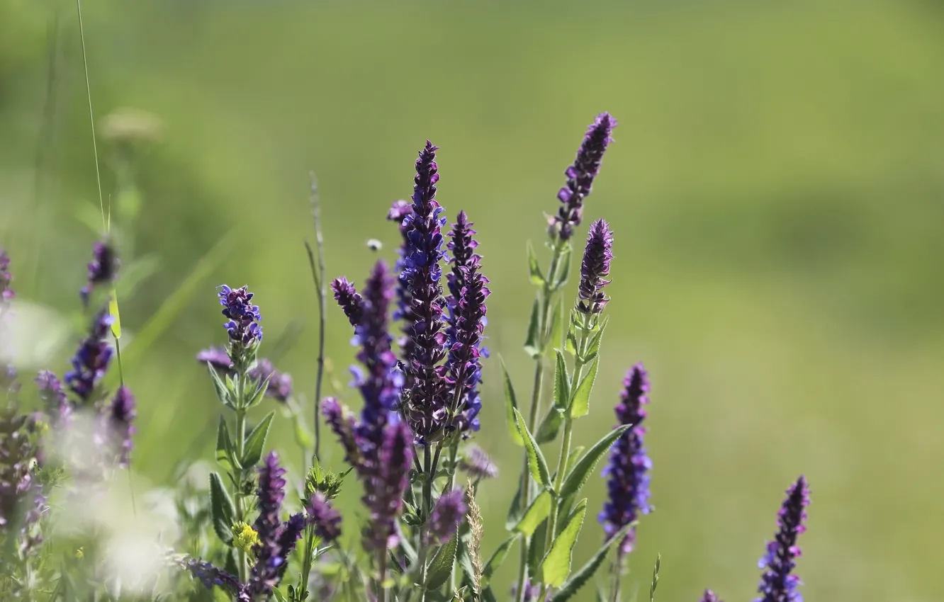 Photo wallpaper greens, flowers, background