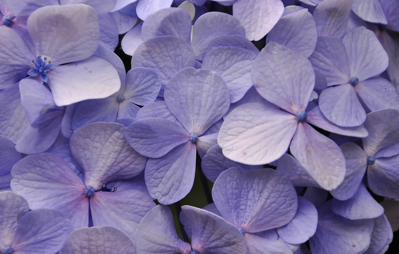 Photo wallpaper macro, petals, hydrangea