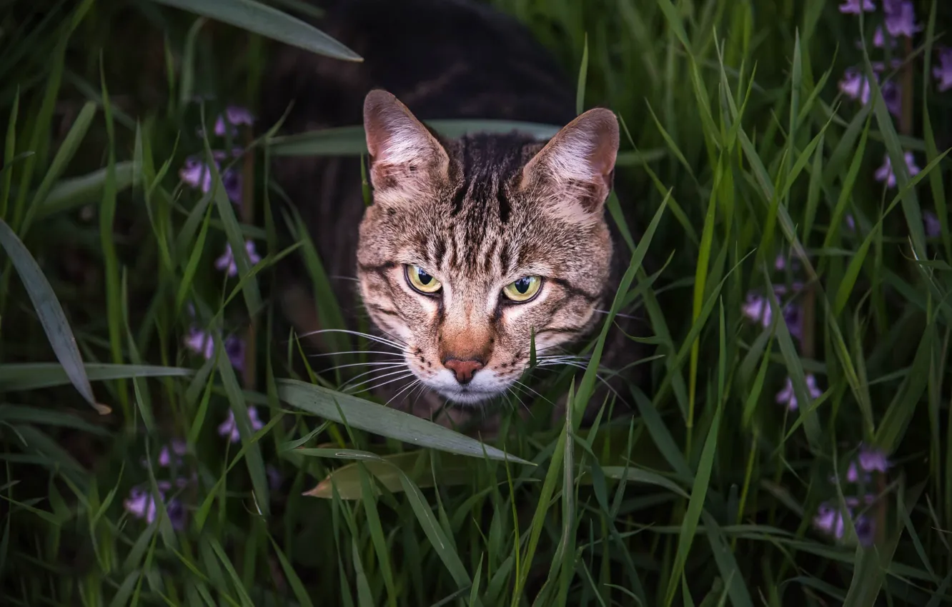 Photo wallpaper grass, cat, look, face, Bengal cat