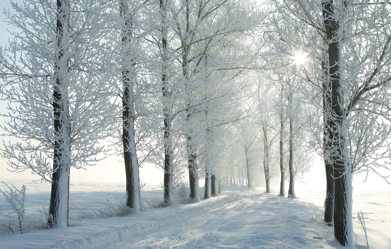 Photo wallpaper winter, frost, road, forest, the sun, light, snow, branches