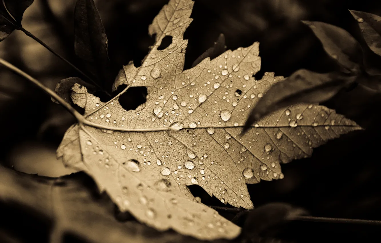 Photo wallpaper leaves, drops, macro, nature, background, leaf