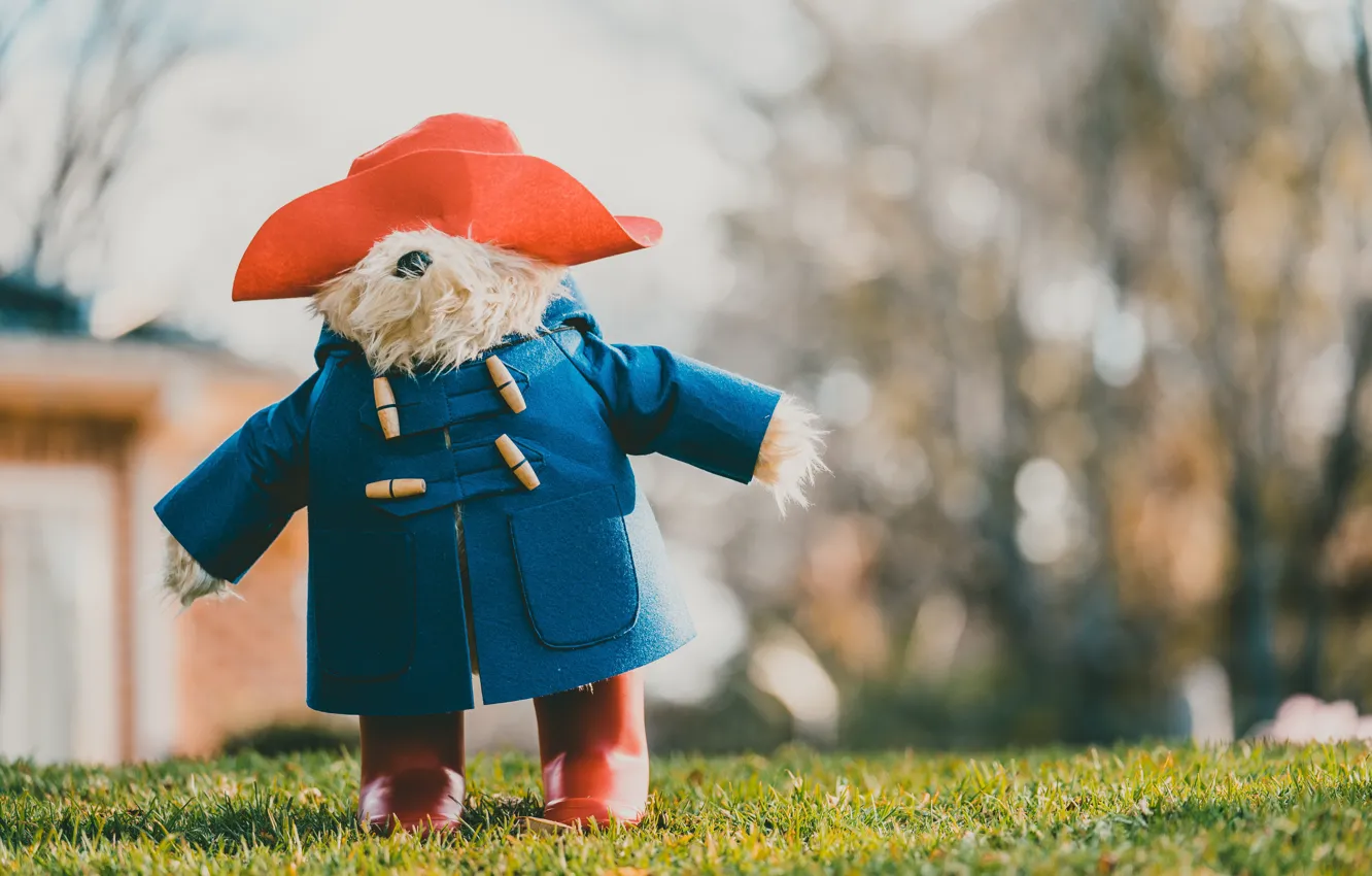 Photo wallpaper background, clothing, toy, bear, bear, image, Teddy, Napoleon