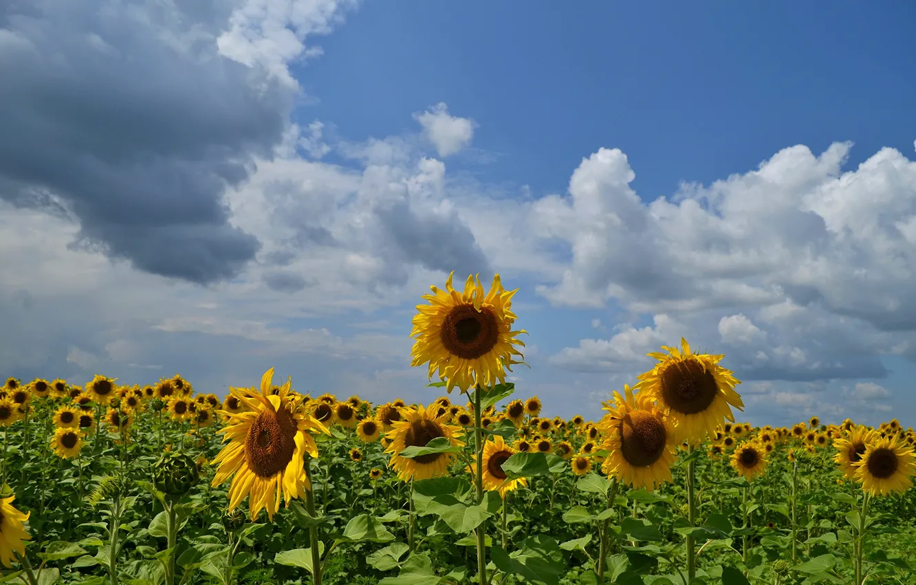 Photo wallpaper the sky, clouds, sunflowers
