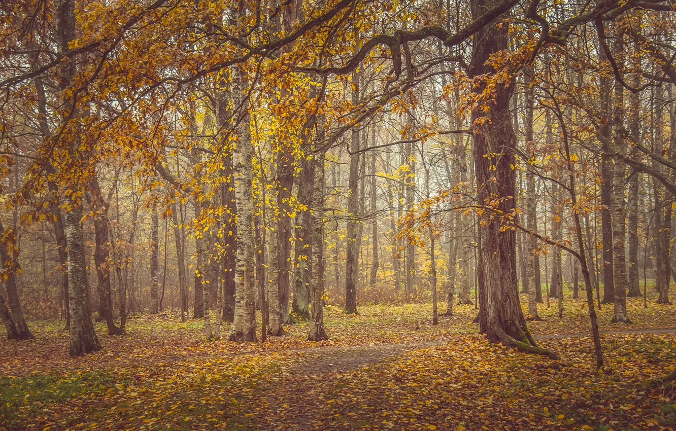 Photo wallpaper autumn, leaves, trees, yellow, overcast, foliage