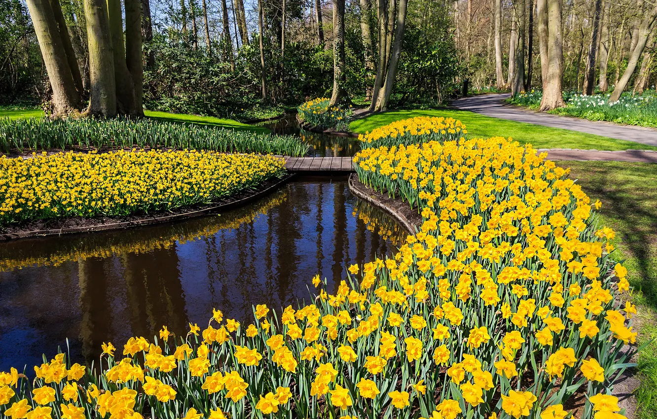 Photo wallpaper trees, flowers, yellow, Park, shore, beauty, spring, channel