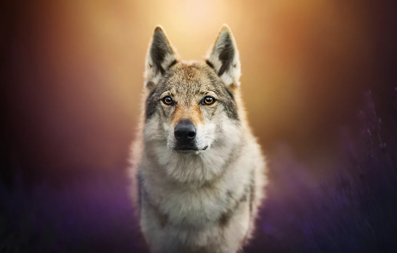 Photo wallpaper lavender, dog, bokeh