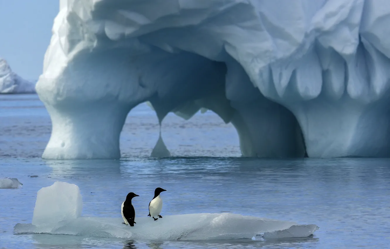Photo wallpaper birds, nature, the ocean, penguins, Antarctica, ice