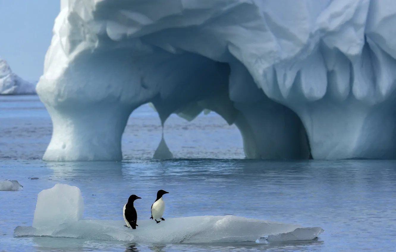 Photo wallpaper nature, the ocean, bird, penguins, Antarctica, ice