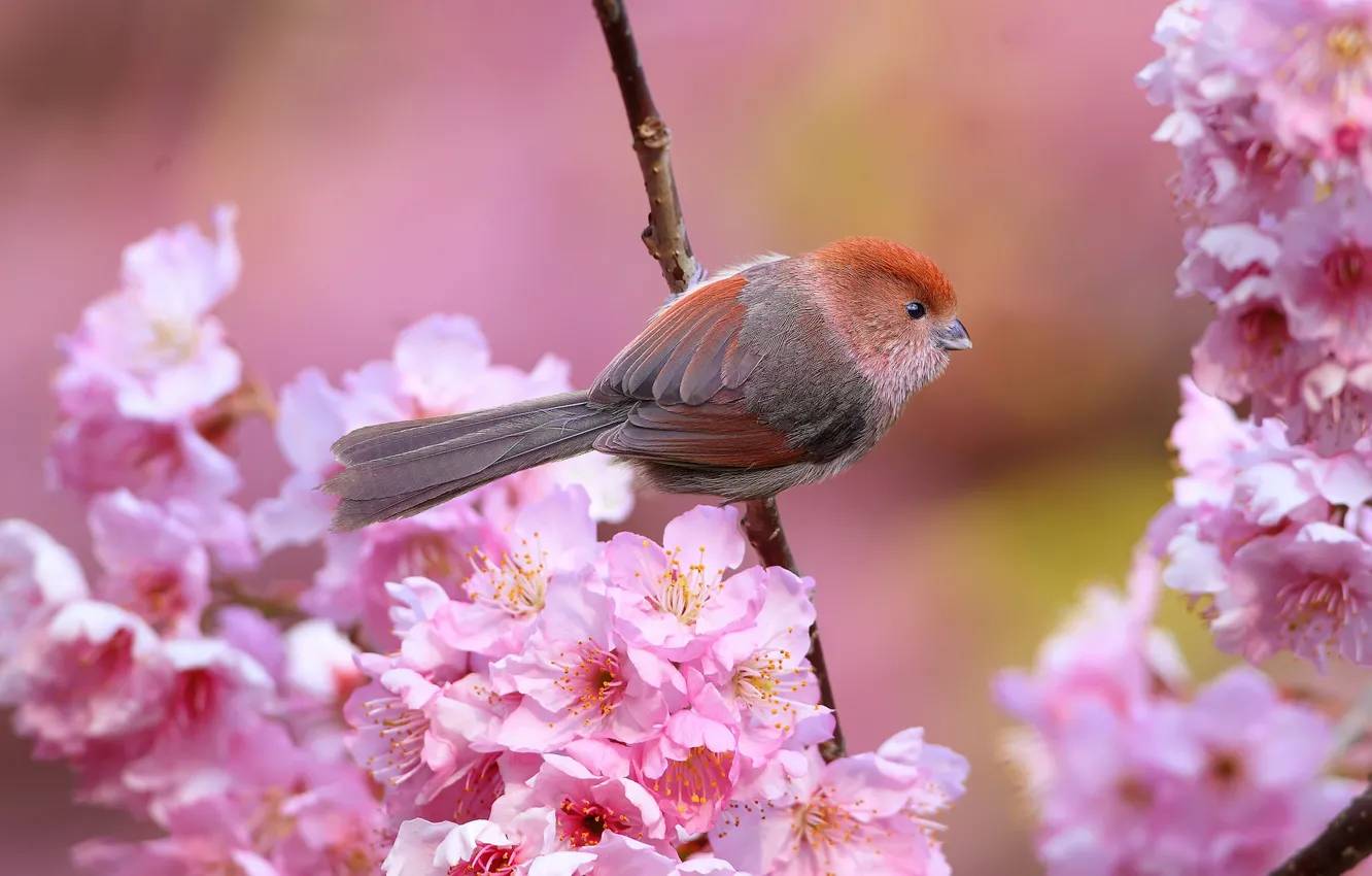 Photo wallpaper flowers, branches, bird, spring, beak, garden, tail