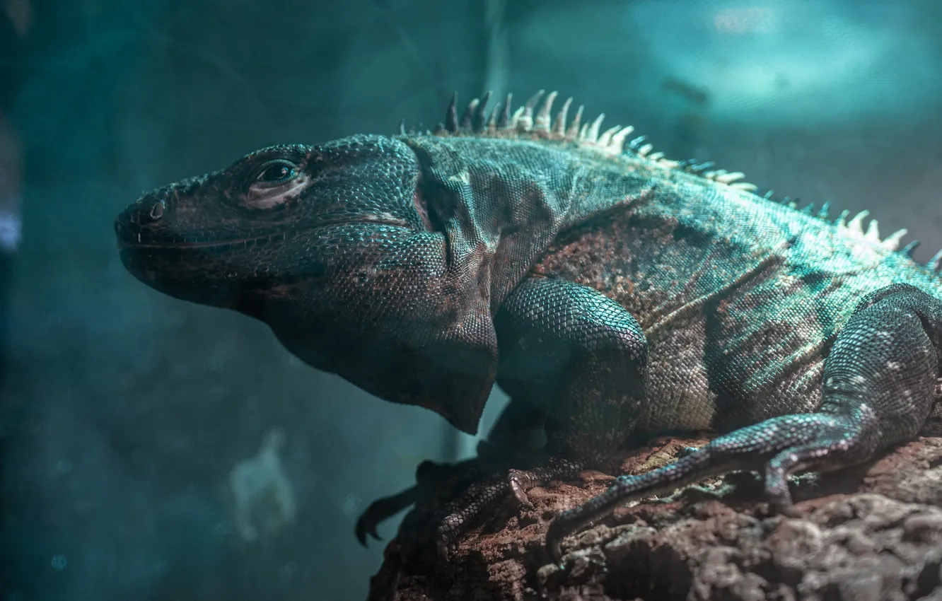Photo wallpaper Iguana, reptile, scales