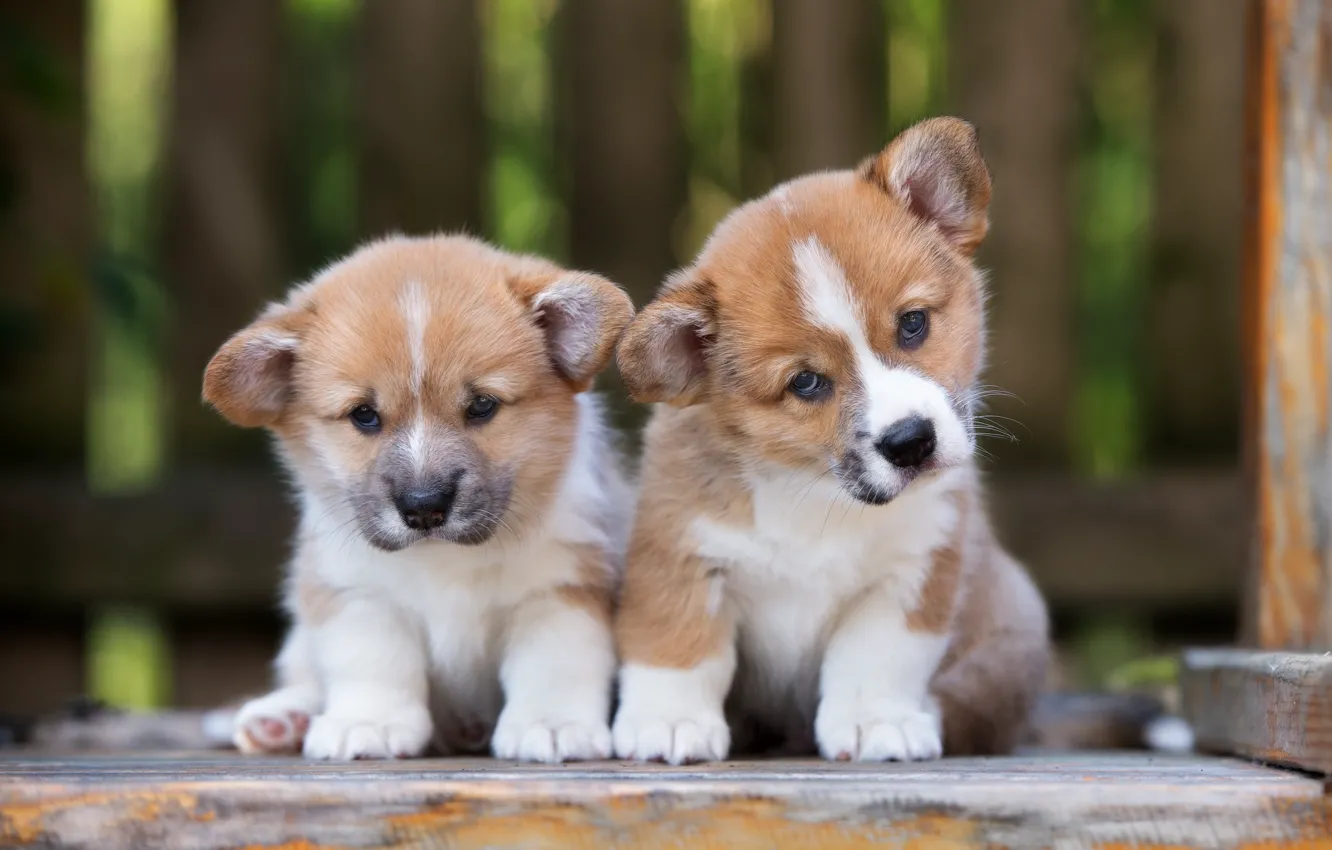 Photo wallpaper puppies, cute, Corgi
