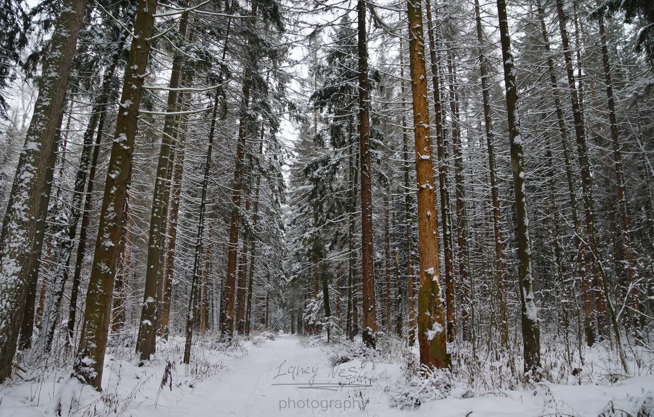 Photo wallpaper green, white, christmas, forest, road, trees, snow, russia