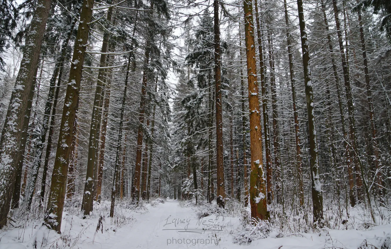 Photo wallpaper green, white, forest, Christmas, road, Russia, trees, snow