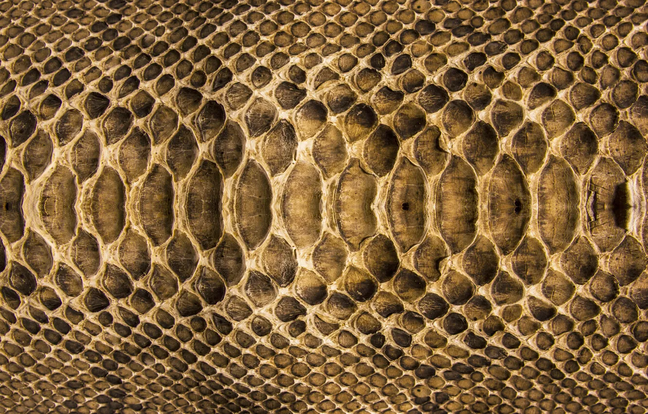 Photo wallpaper snake, texture, scales, leather, colors