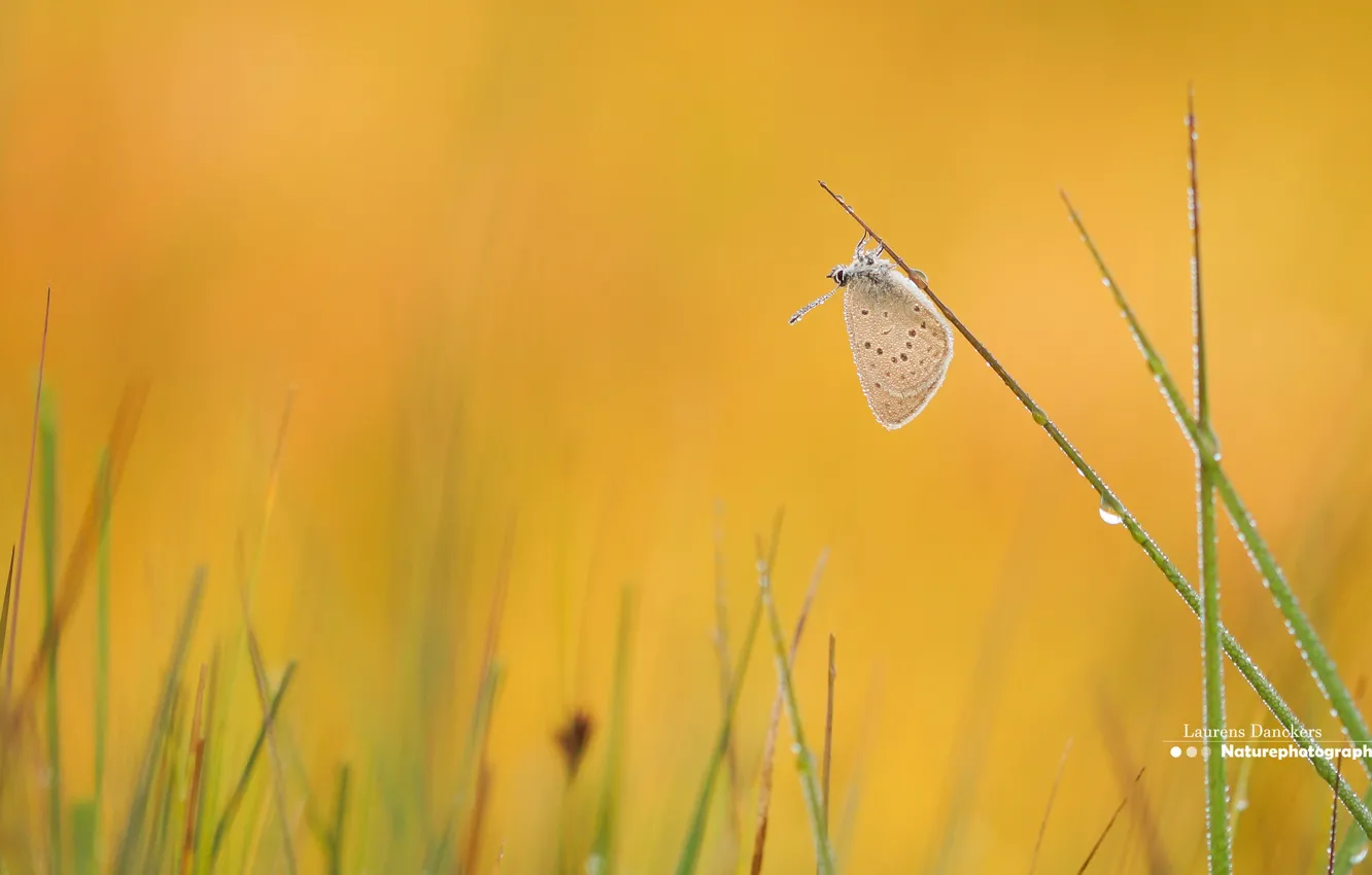 Photo wallpaper grass, Rosa, butterfly, morning