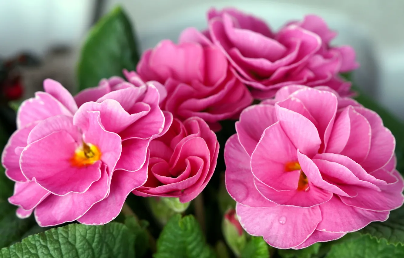 Photo wallpaper macro, flowers, spring, pink, bokeh, Primula