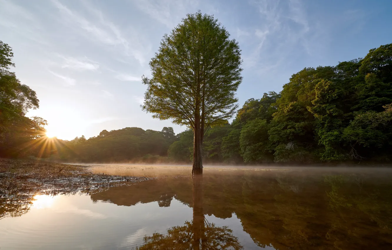 Photo wallpaper light, trees, morning