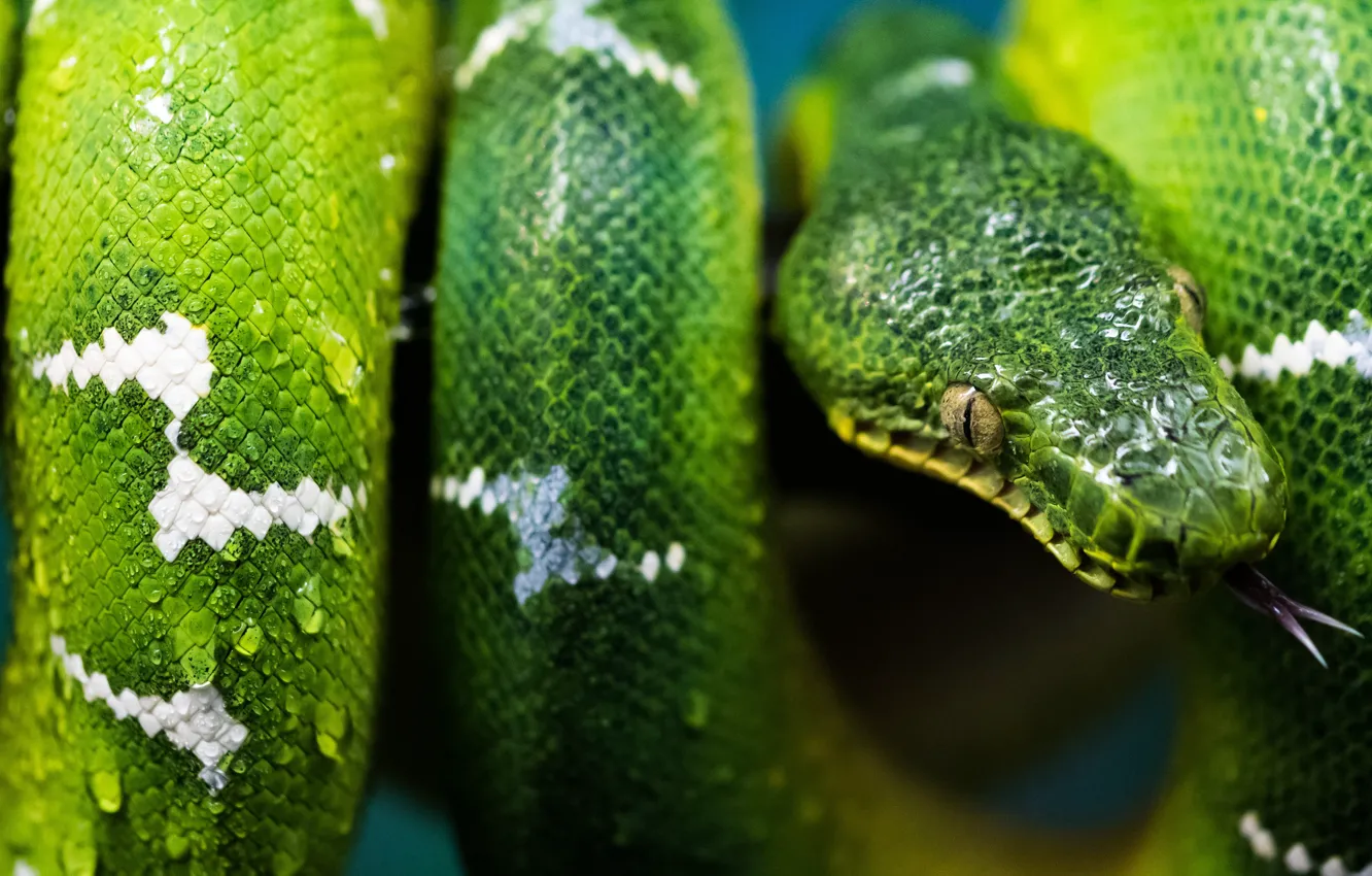 Photo wallpaper language, look, drops, green, snake, scales, Python, bokeh