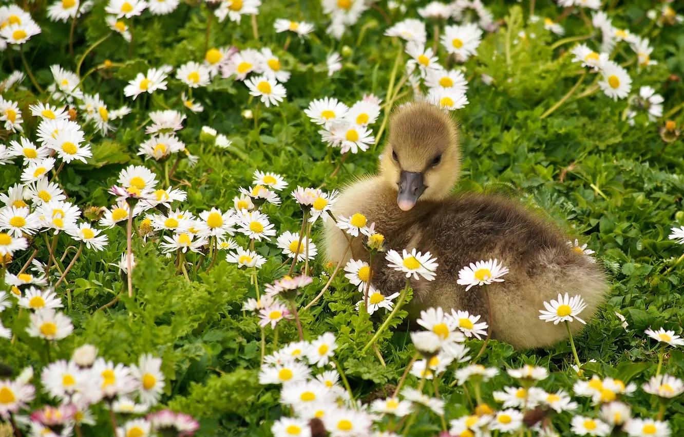 Photo wallpaper chamomile, baby, Chicks, the goslings