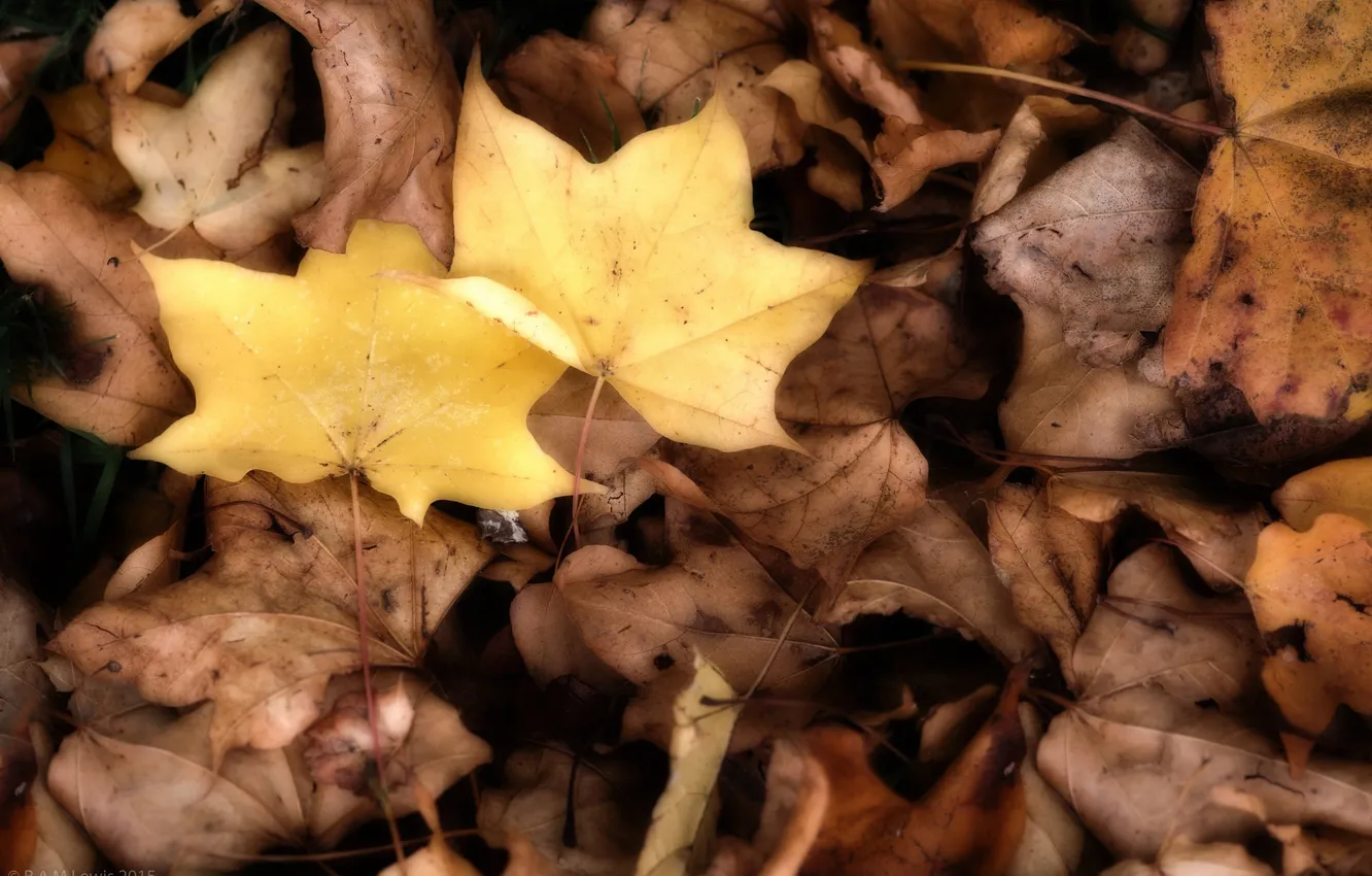 Photo wallpaper autumn, leaves, nature