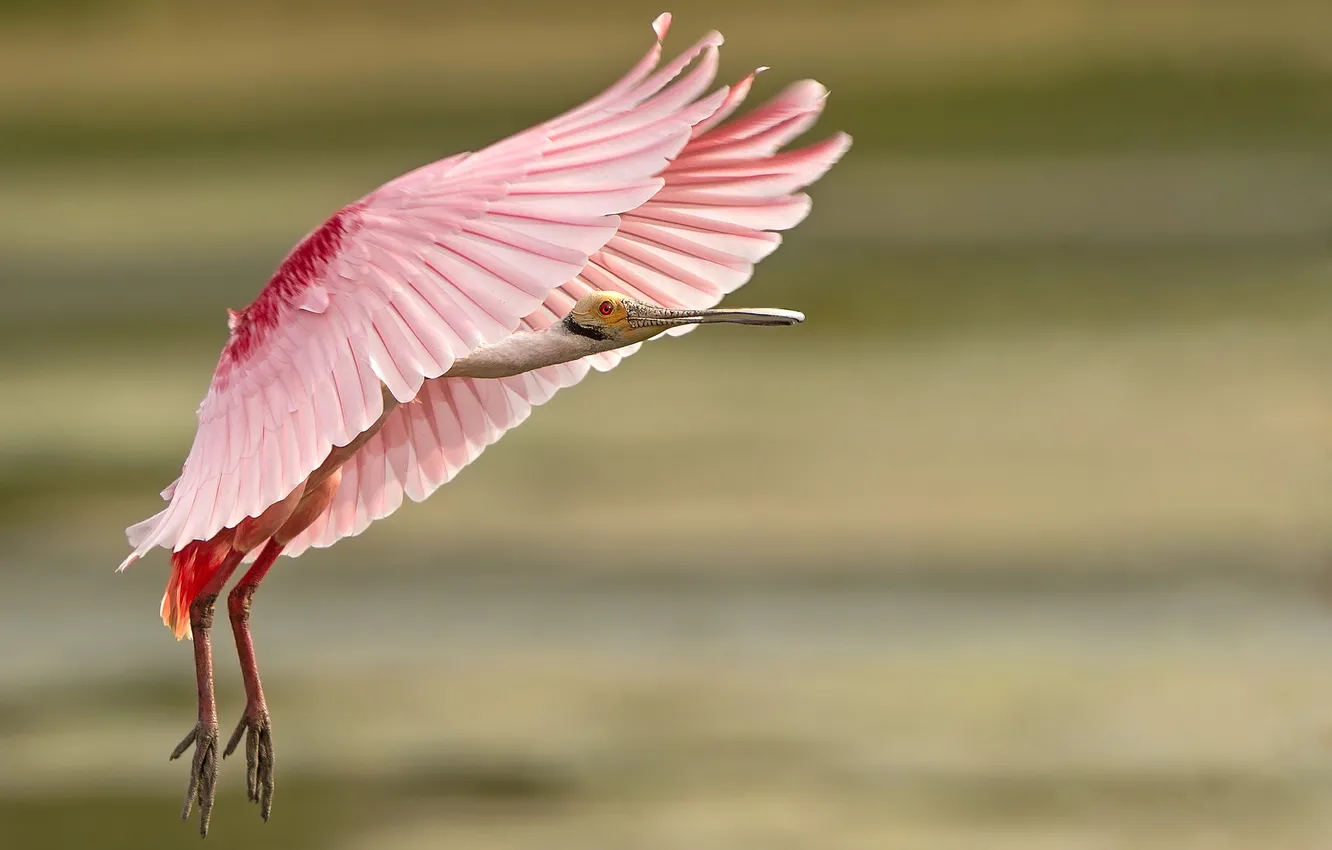 Photo wallpaper bird, feathers, pink, landing, tail