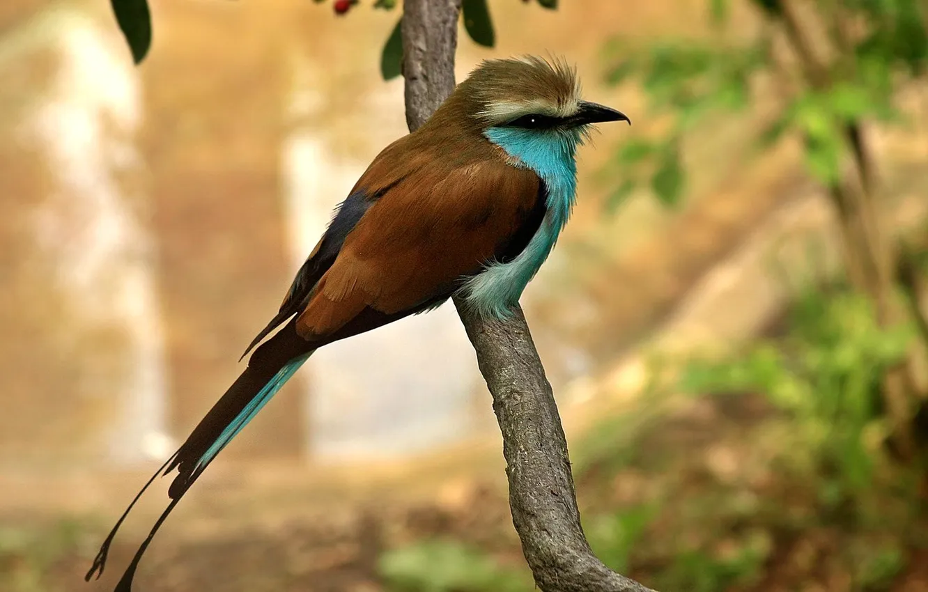Photo wallpaper bird, color, branch, beak, exotic