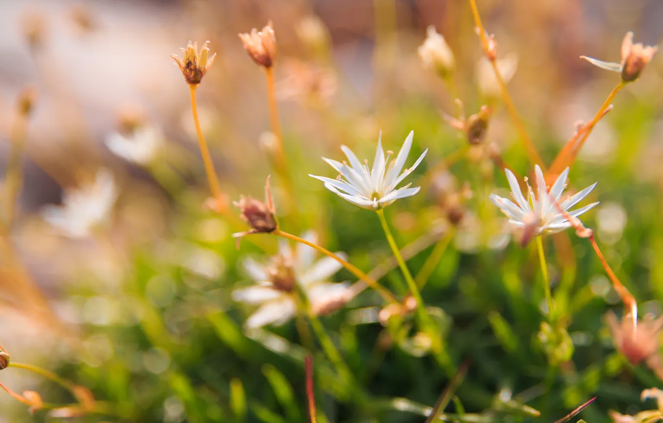 Photo wallpaper grass, flowers, glare, blur, white
