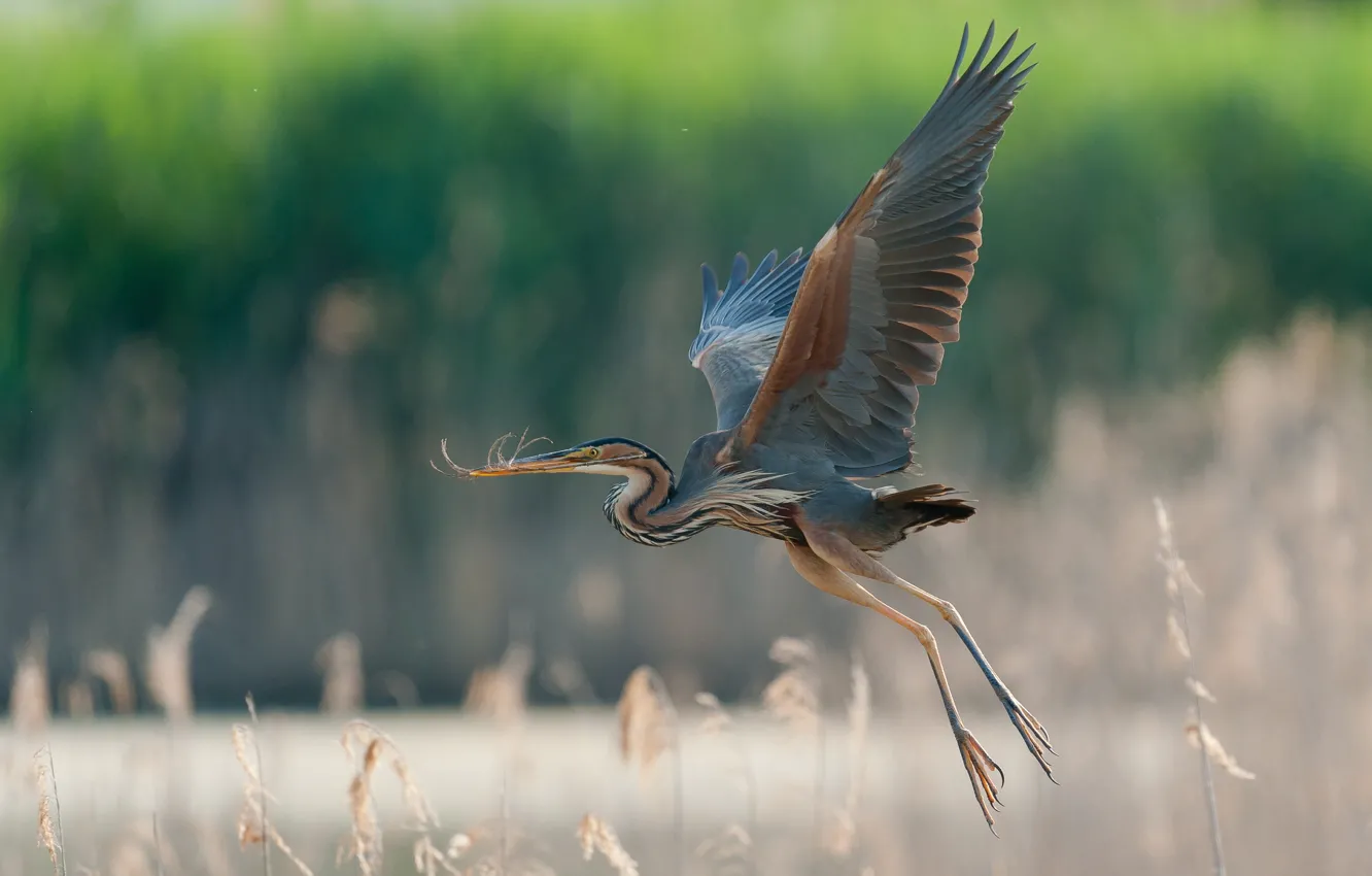 Photo wallpaper flight, wings, great blue Heron