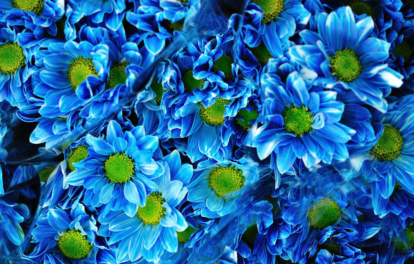 Photo wallpaper bouquet, Blue, blue, chrysanthemum, Chrysanthemums