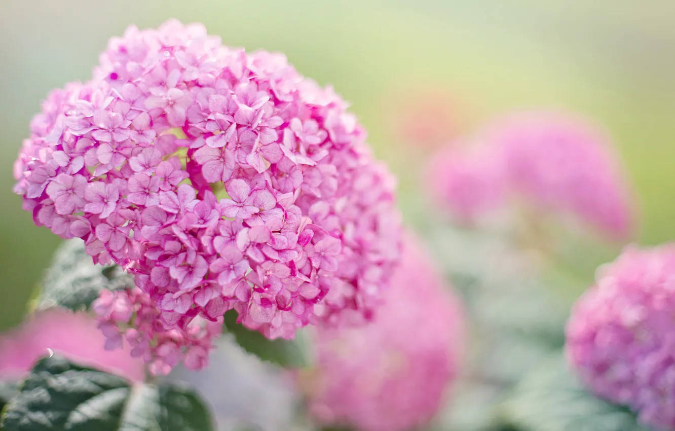 Photo wallpaper summer, flowers, pink, garden, hydrangea, hydrangeas